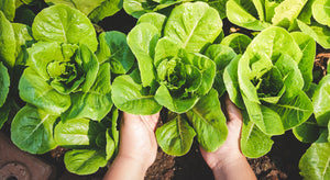 gardener hands holding very healthy green lettuce leaves